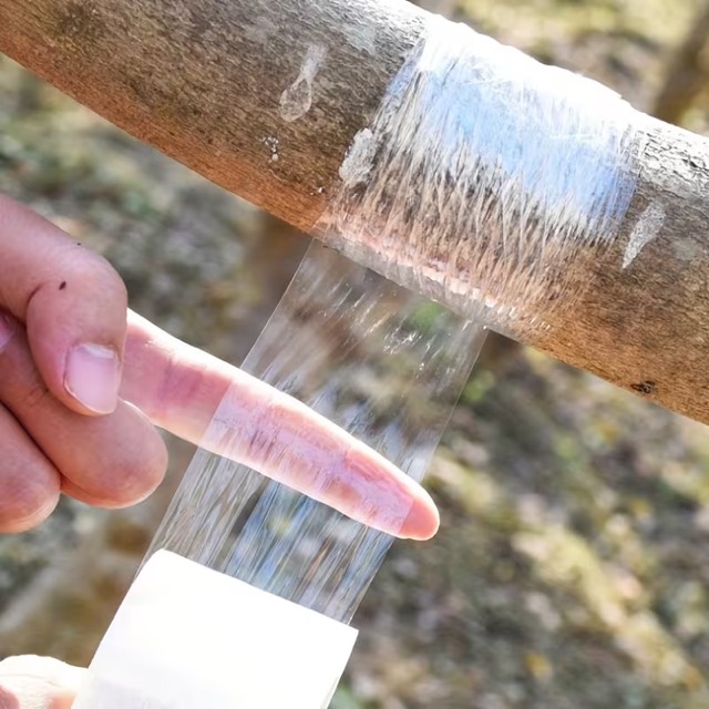5 cm Aşı Streçi 200 Metre - Profesyonel Fidan ve Ağaç Aşı Bandı (Yüksek Esnek) Kapıda Ödeme - Görsel 3